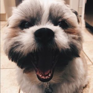 Meet your Posher, Abby